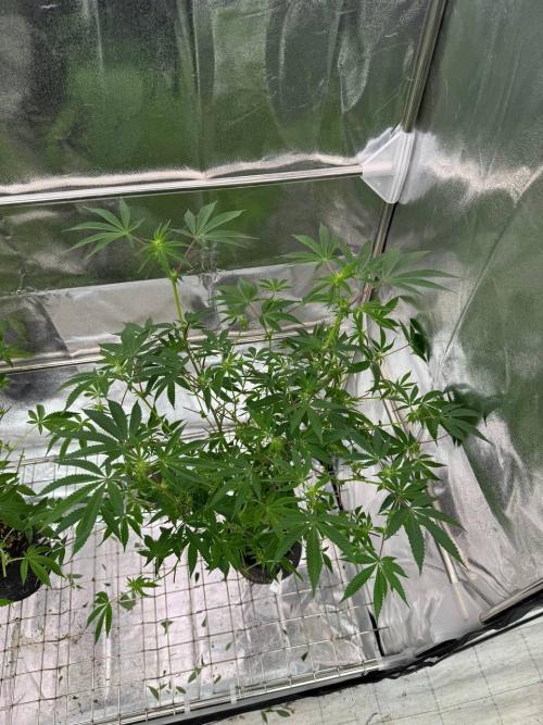 Peanut Butter Lime REG. Week 12