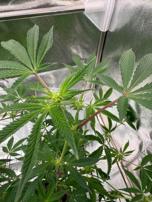 Peanut Butter Lime REG. Week 12