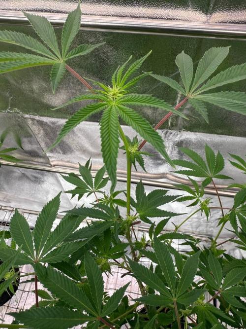 Peanut Butter Lime REG. Week 12