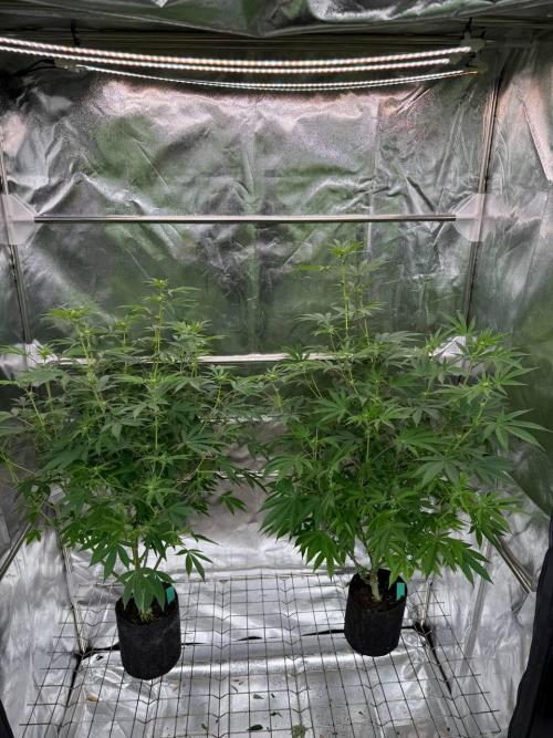 Tropicana Cookies x TMZ REG. Week 12