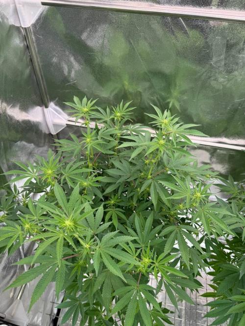 Tropicana Cookies x TMZ REG. Week 12