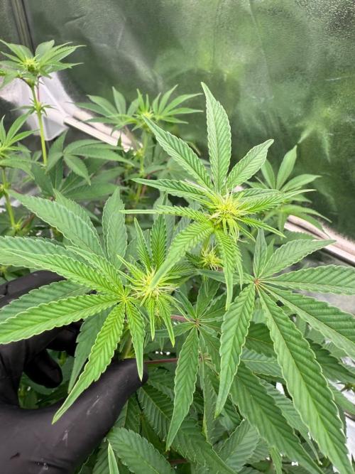 Tropicana Cookies x TMZ REG. Week 12