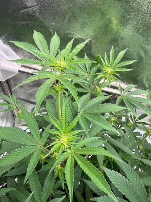 Tropicana Cookies x TMZ REG. Week 12