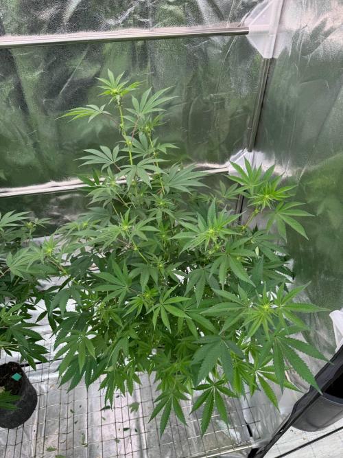 Tropicana Cookies x TMZ REG. Week 12