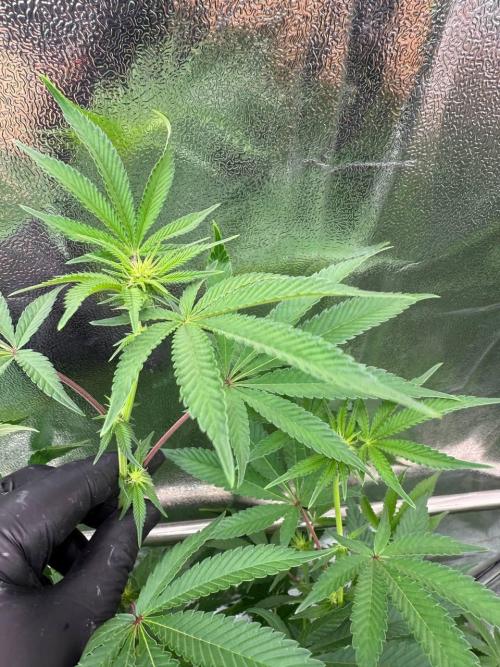 Tropicana Cookies x TMZ REG. Week 12