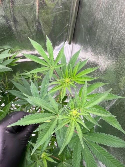 Tropicana Cookies x TMZ REG. Week 12