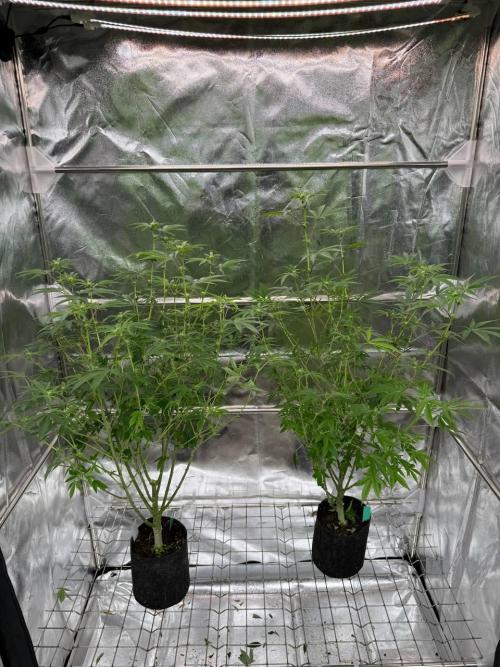 Tropicana Cookies x TMZ REG. Week 12