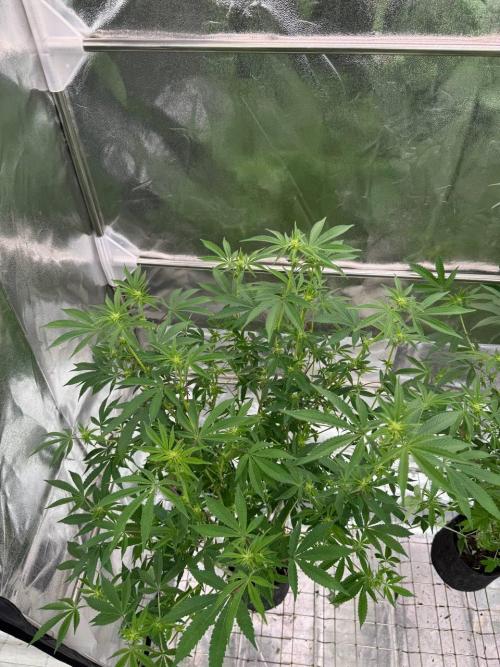 Tropicana Cookies x TMZ REG. Week 12