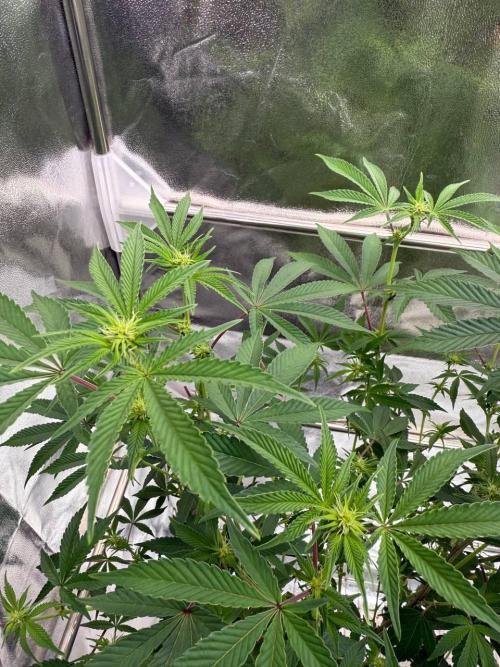 Tropicana Cookies x TMZ REG. Week 12