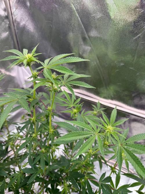 Tropicana Cookies x TMZ REG. Week 12