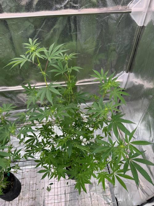 Tropicana Cookies x TMZ REG. Week 12