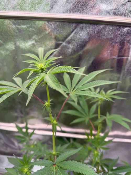 Tropicana Cookies x TMZ REG. Week 12