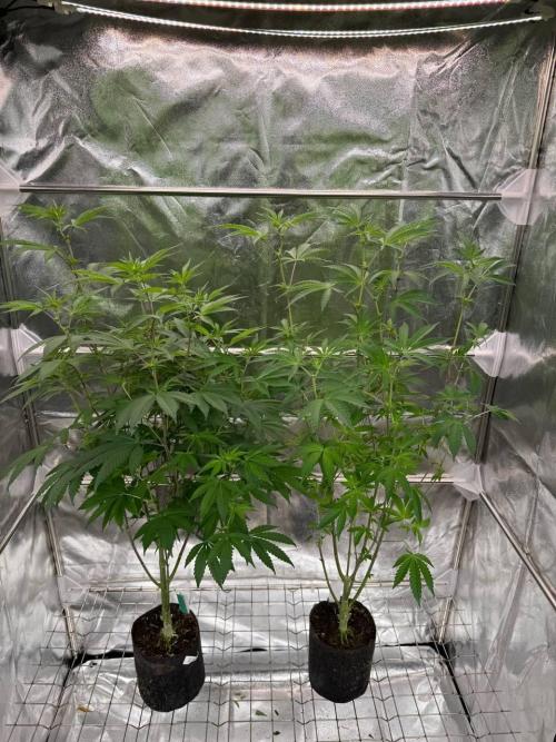 Black Maple 22 x Sherbanger. Week 12