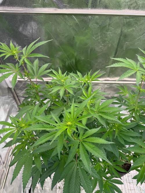 Black Maple 22 x Sherbanger. Week 12
