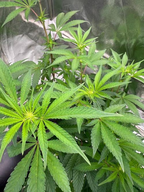 Black Maple 22 x Sherbanger. Week 12