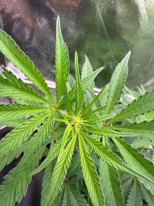 Black Maple 22 x Sherbanger. Week 12