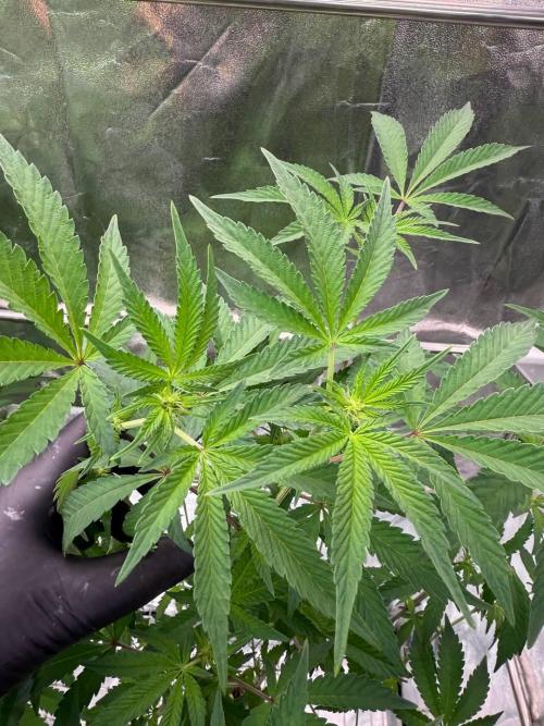 Black Maple 22 x Sherbanger. Week 12