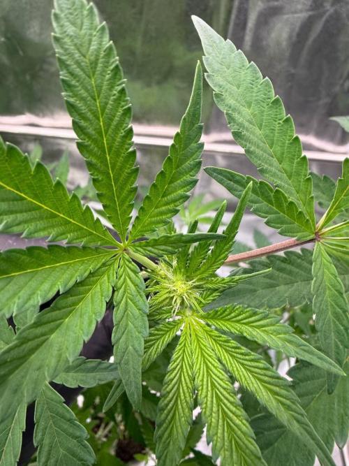 Black Maple 22 x Sherbanger. Week 12