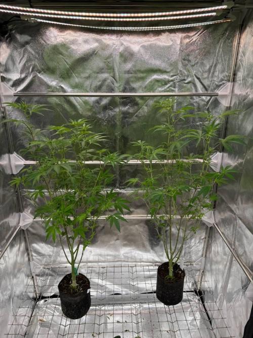 Black Maple 22 x Sherbanger. Week 12