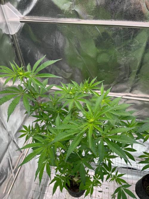 Black Maple 22 x Sherbanger. Week 12