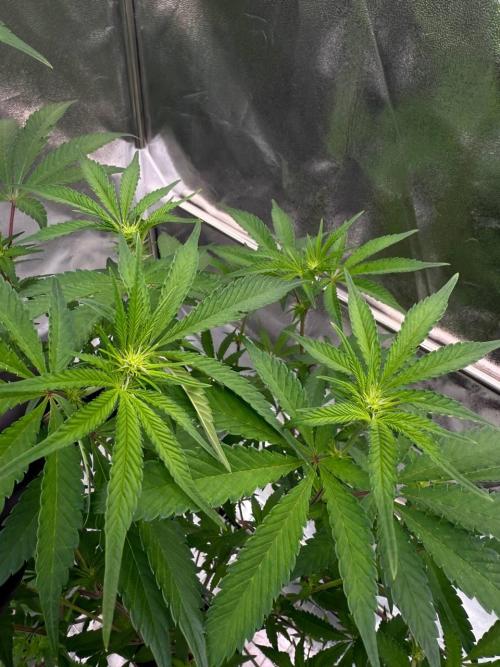 Black Maple 22 x Sherbanger. Week 12