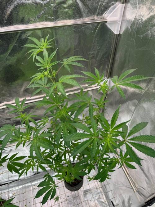 Black Maple 22 x Sherbanger. Week 12