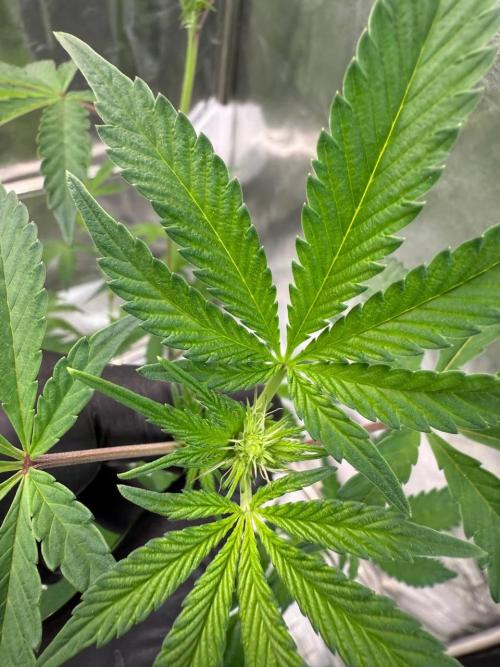 Black Maple 22 x Sherbanger. Week 12