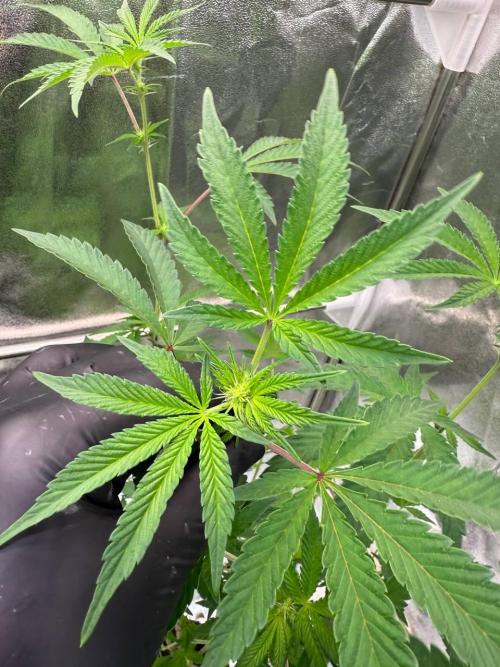 Black Maple 22 x Sherbanger. Week 12