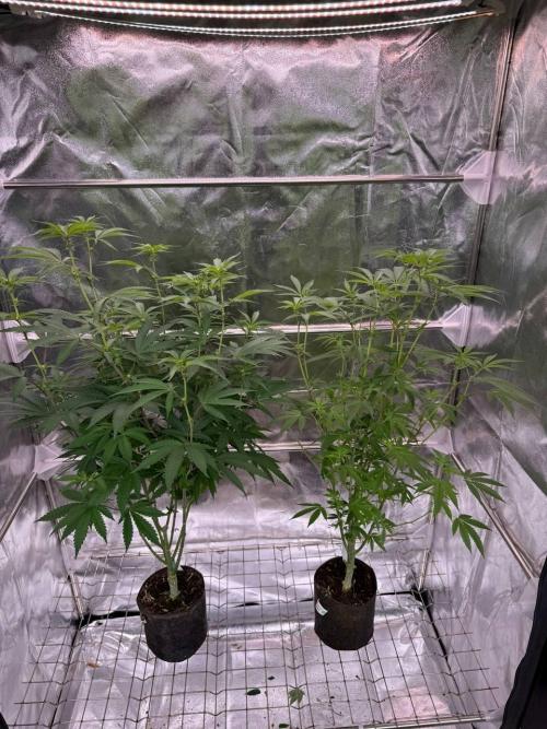 Yogurt Dip REG. Week 12