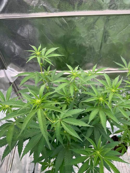 Yogurt Dip REG. Week 12