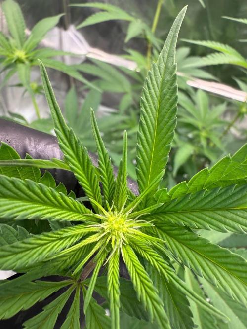 Yogurt Dip REG. Week 12