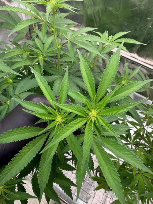 Yogurt Dip REG. Week 12