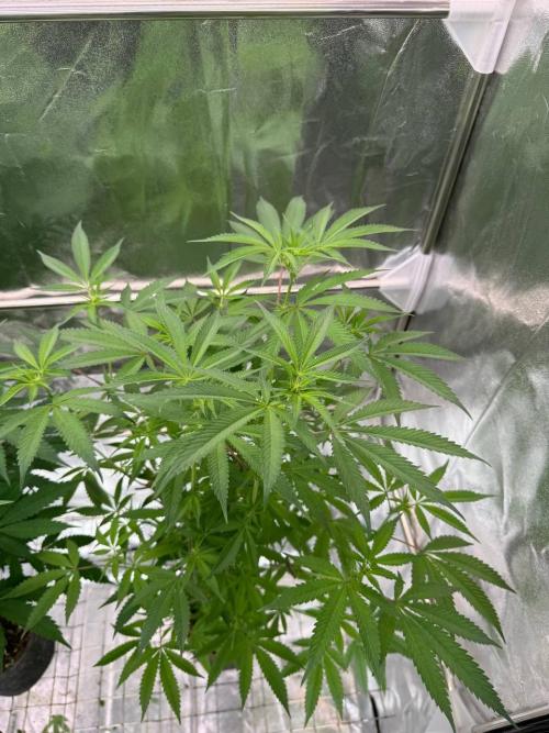 Yogurt Dip REG. Week 12