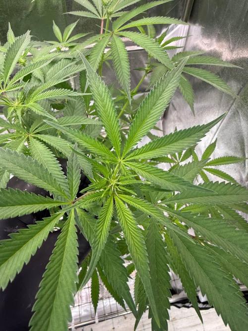 Yogurt Dip REG. Week 12