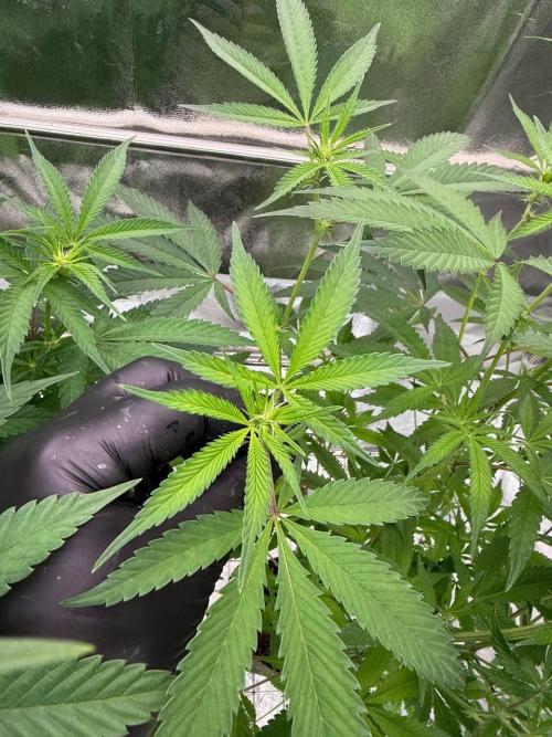 Yogurt Dip REG. Week 12