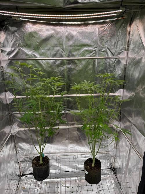 Yogurt Dip REG. Week 12