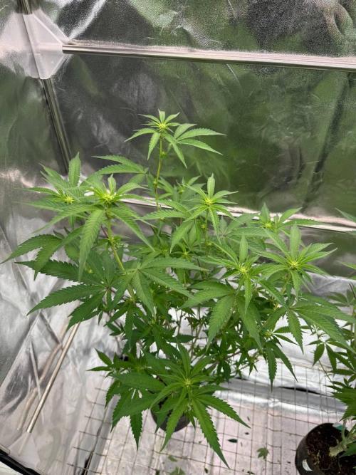 Yogurt Dip REG. Week 12