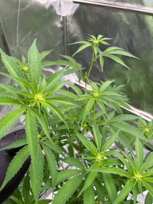 Yogurt Dip REG. Week 12