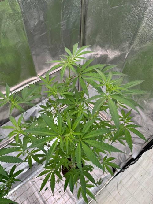 Yogurt Dip REG. Week 12