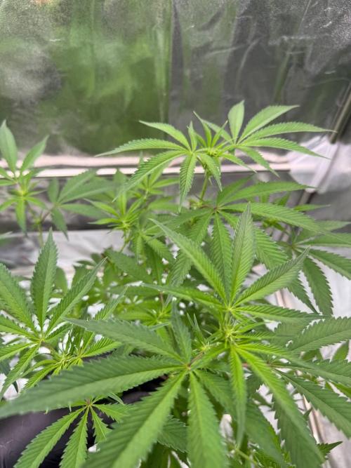 Yogurt Dip REG. Week 12