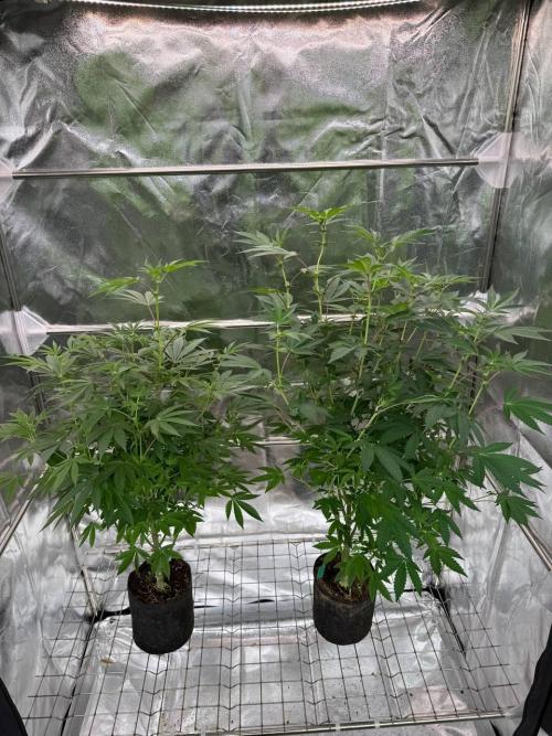 Swampwater Fumez REG. Week 12