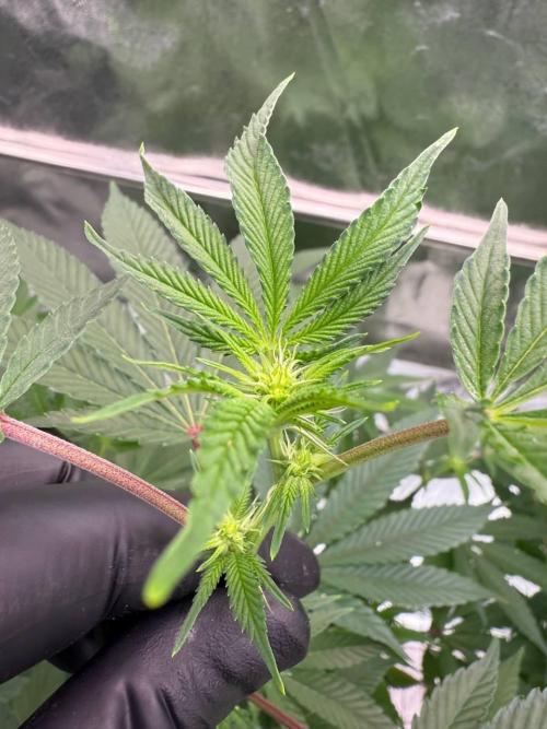 Swampwater Fumez REG. Week 12