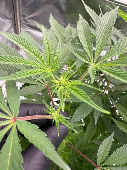 Swampwater Fumez REG. Week 12