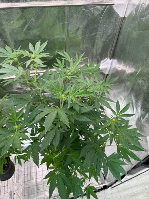 Swampwater Fumez REG. Week 12