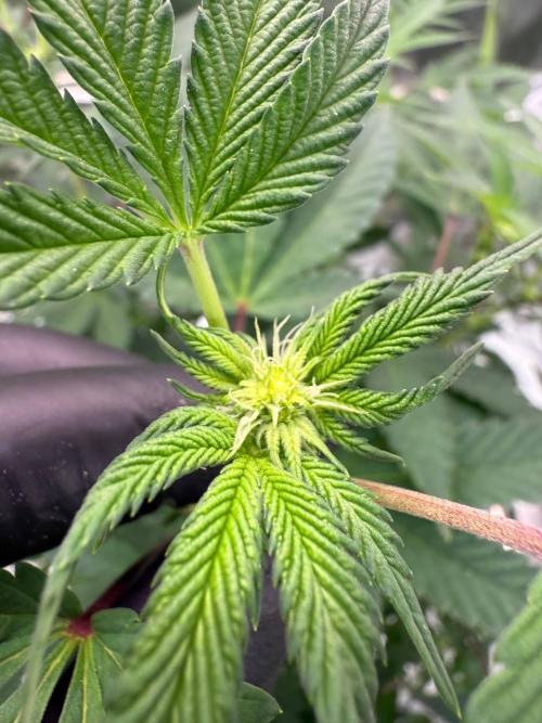 Swampwater Fumez REG. Week 12