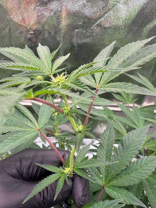 Swampwater Fumez REG. Week 12