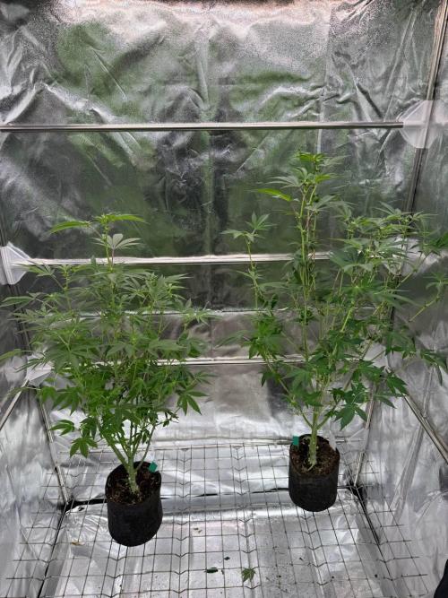 Swampwater Fumez REG. Week 12