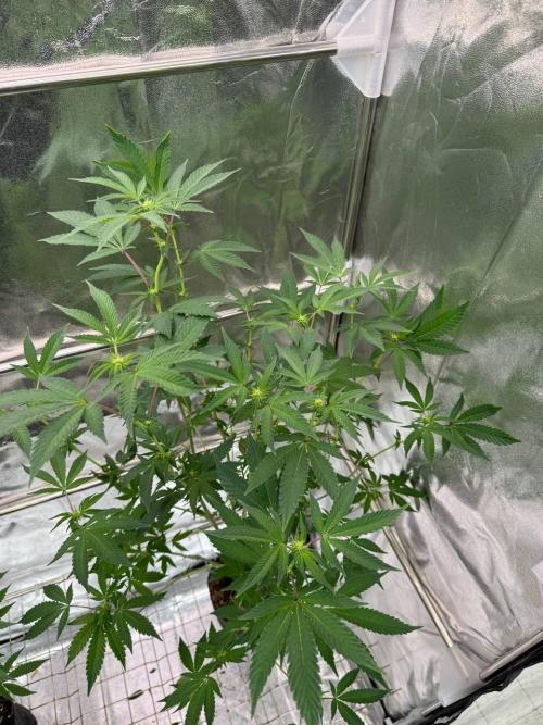 Swampwater Fumez REG. Week 12