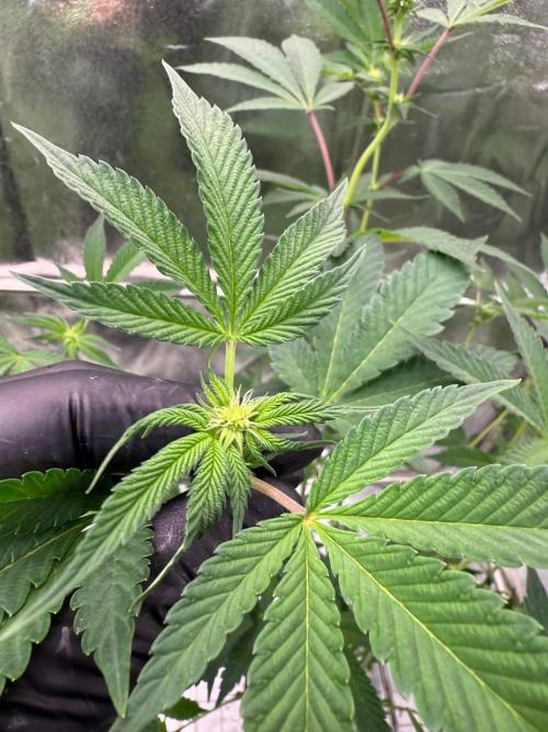 Swampwater Fumez REG. Week 12