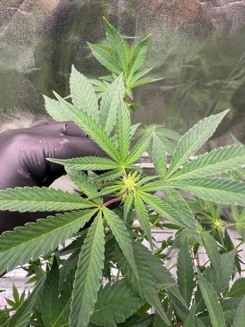 Swampwater Fumez REG. Week 12